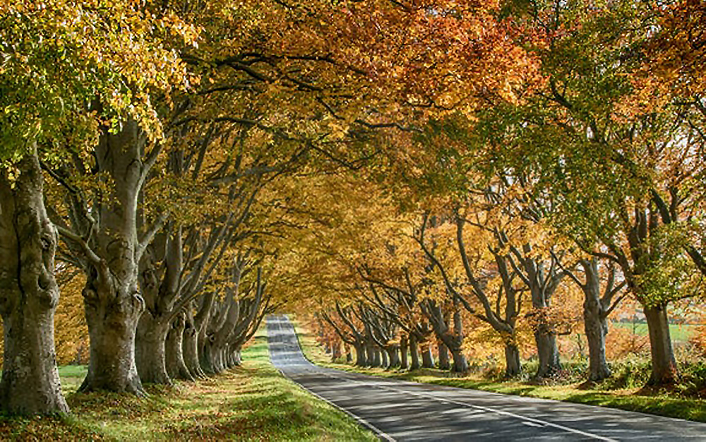 Autumn-Walks-Kingston-Lacy-Dorset